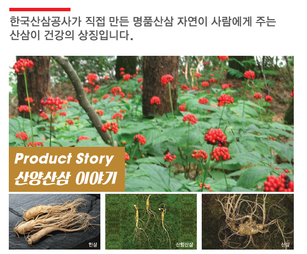한국명품산삼 이미지