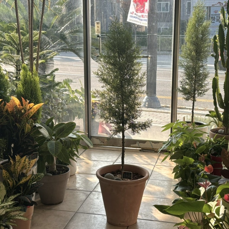 꽃바람화원 이미지