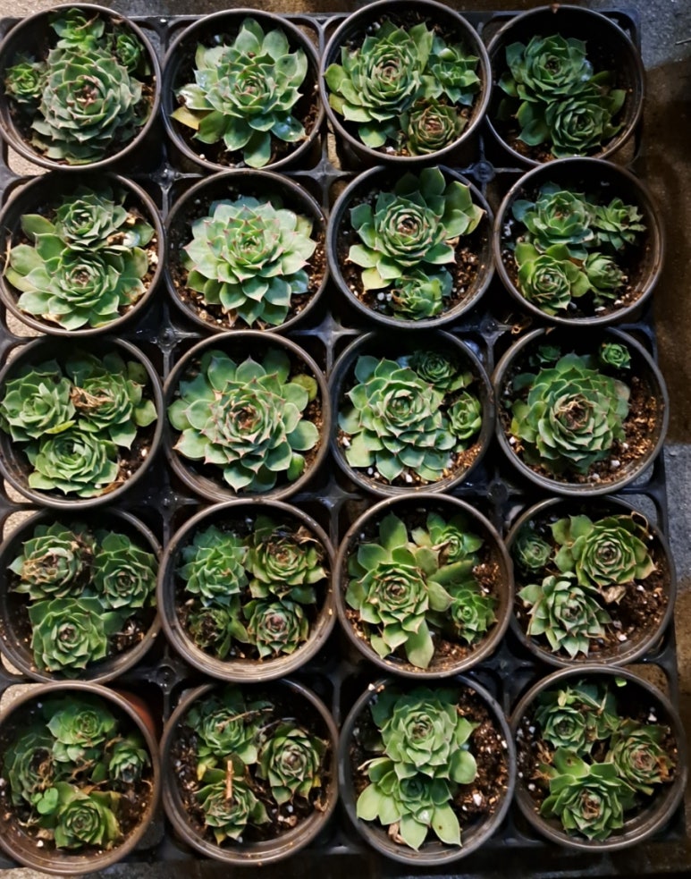 자연치유숲속농원 이미지