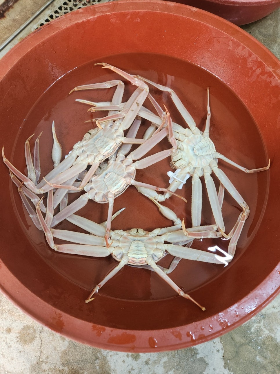 영덕대게 이미지