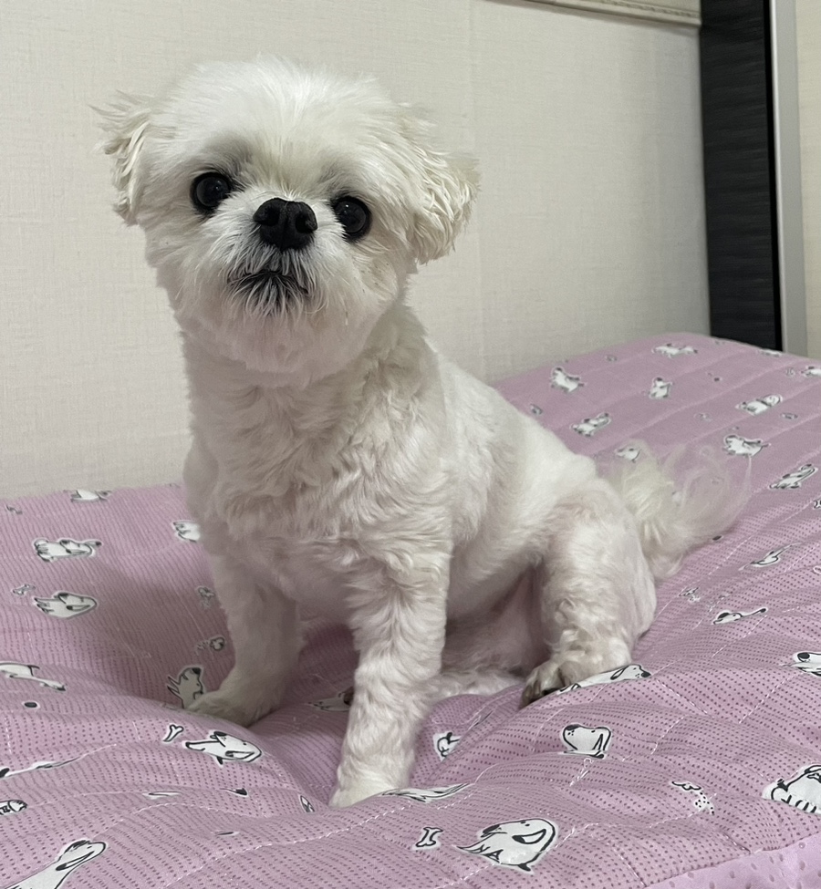 기백분식토스트 이미지