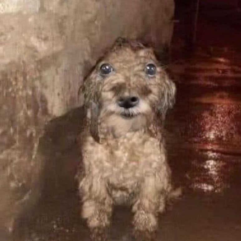오느른 이미지
