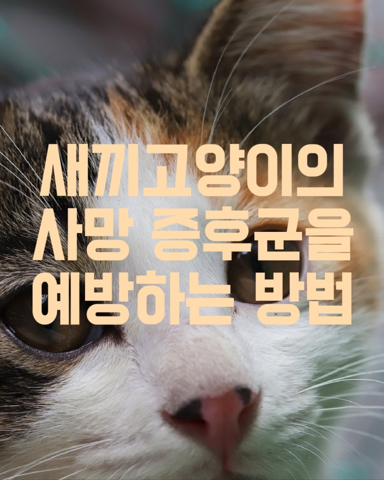 새끼 고양이의 사망 증후군을 예방하는 방법