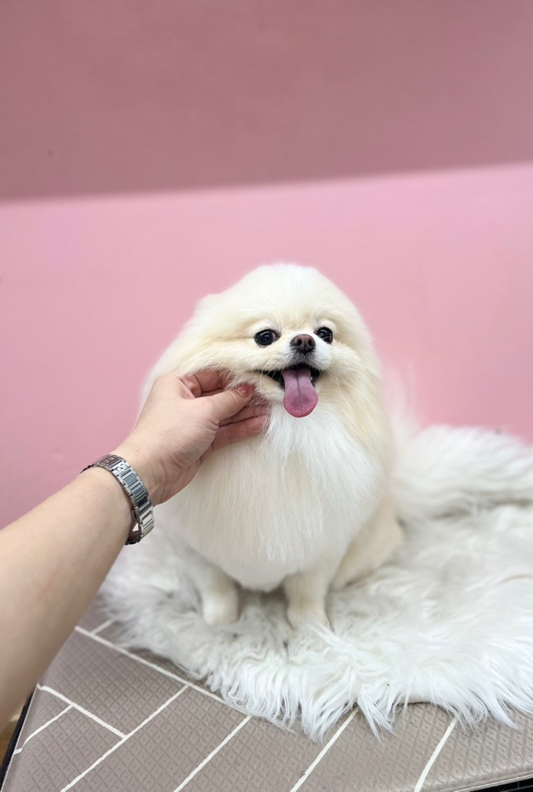 라니바니 이미지