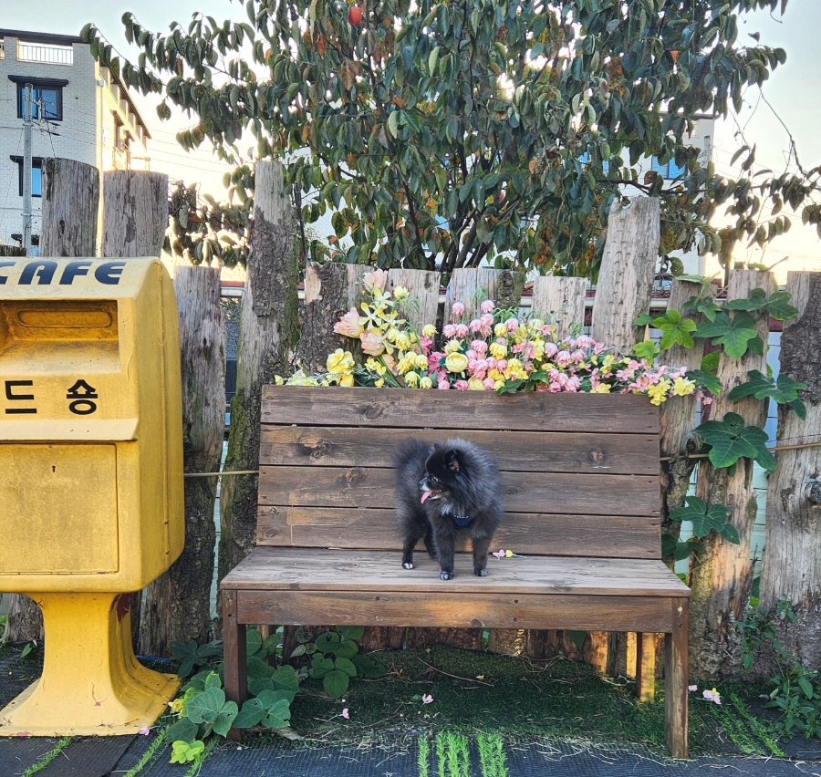 카페드숑 이미지