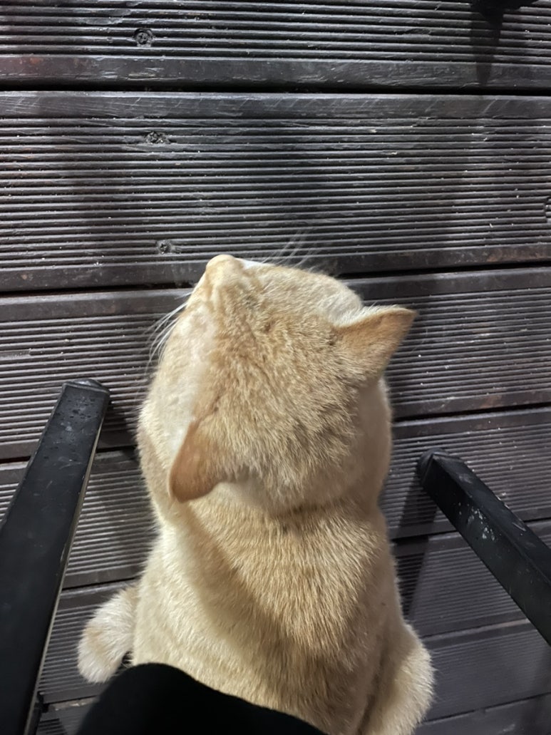 박군치킨장당점 이미지