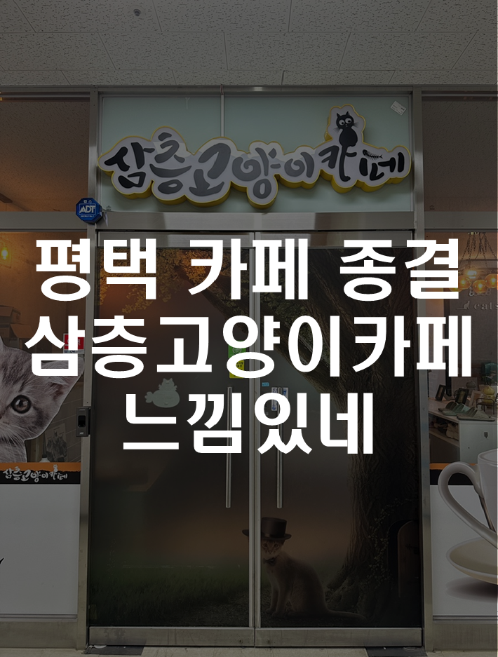 삼층고양이 이미지