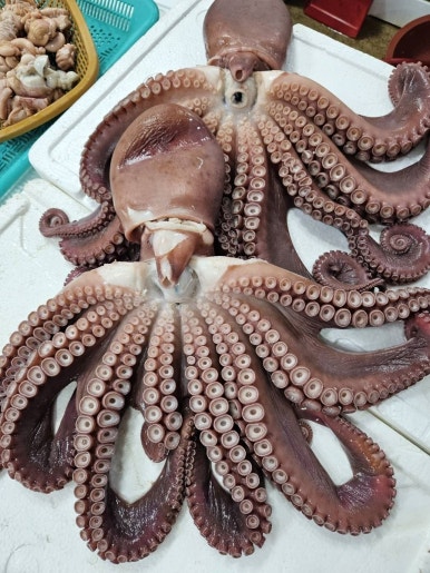 수 농수산 이미지