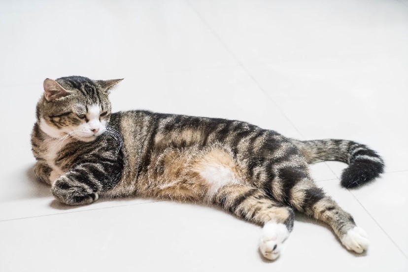 스키타는고양이 이미지