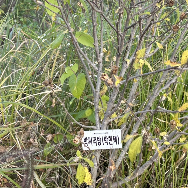 박씨떡방 이미지