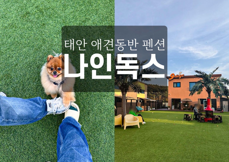 나인독스 이미지