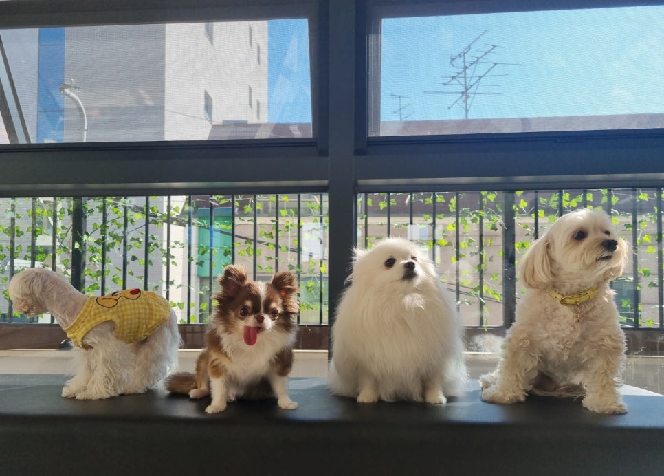 강남 강아지 유치원 바우라움, 행복한 하루 체험 후기