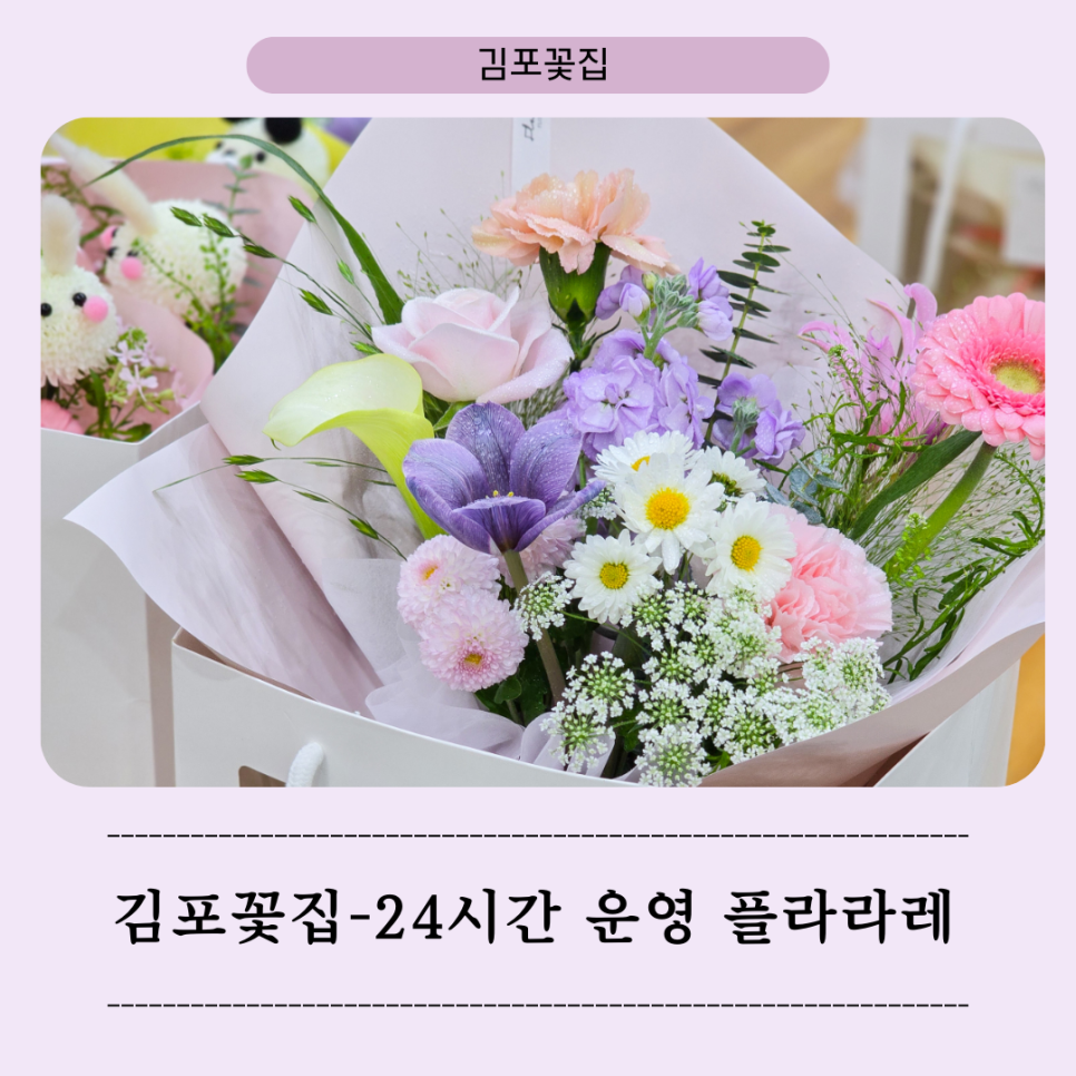 플라라레 이미지