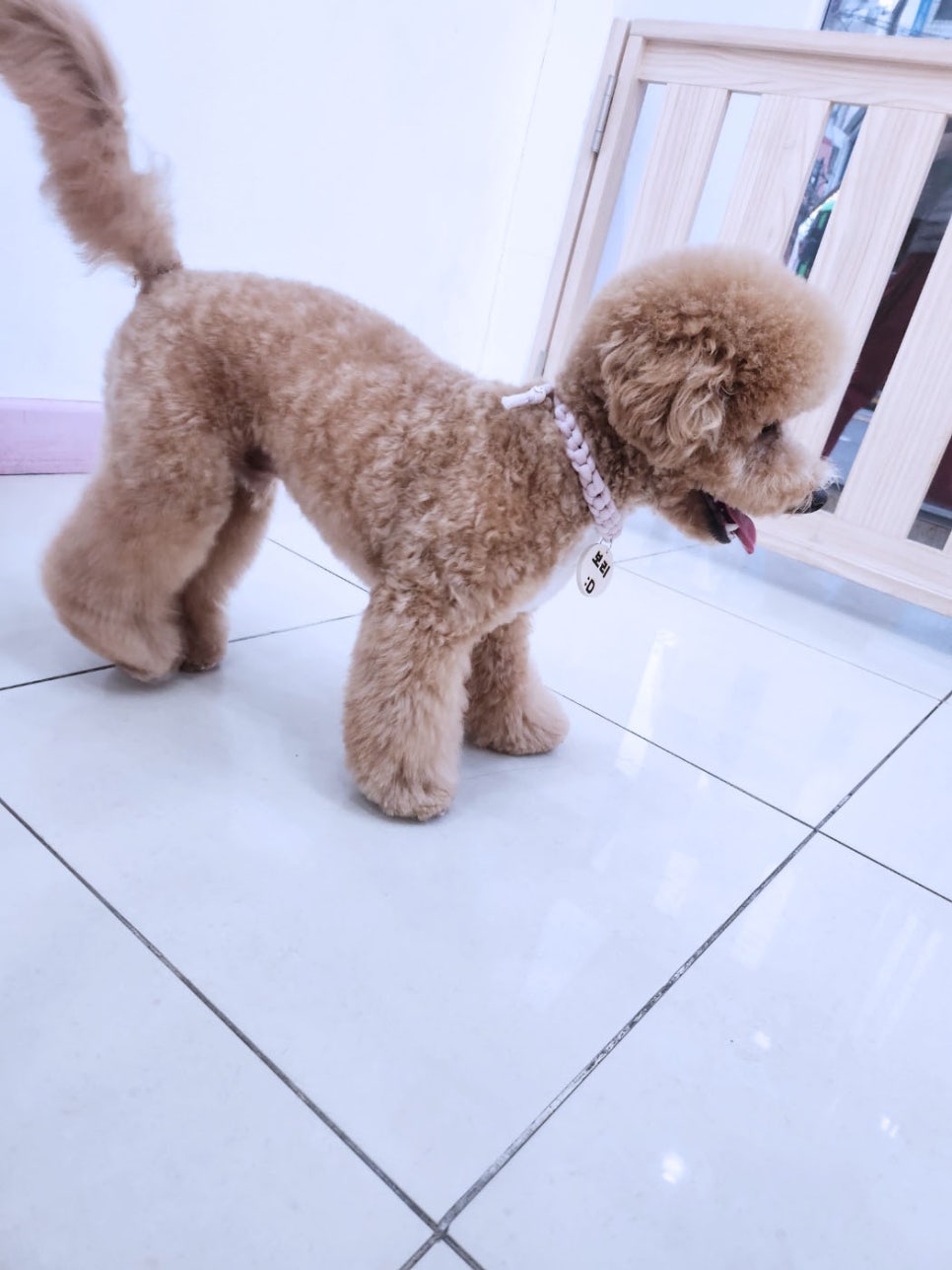 헤이드니 이미지