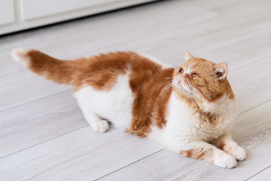 스키타는고양이 이미지