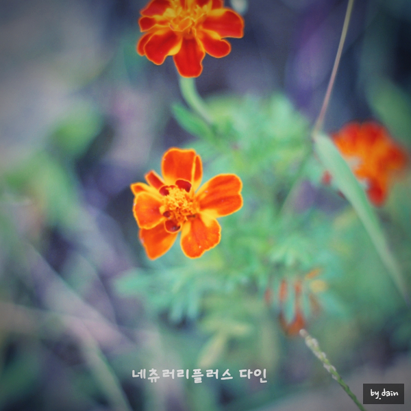 메리골드그룹 이미지