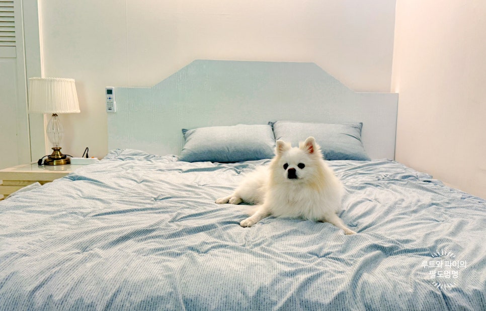 위드펫빌리지 이미지