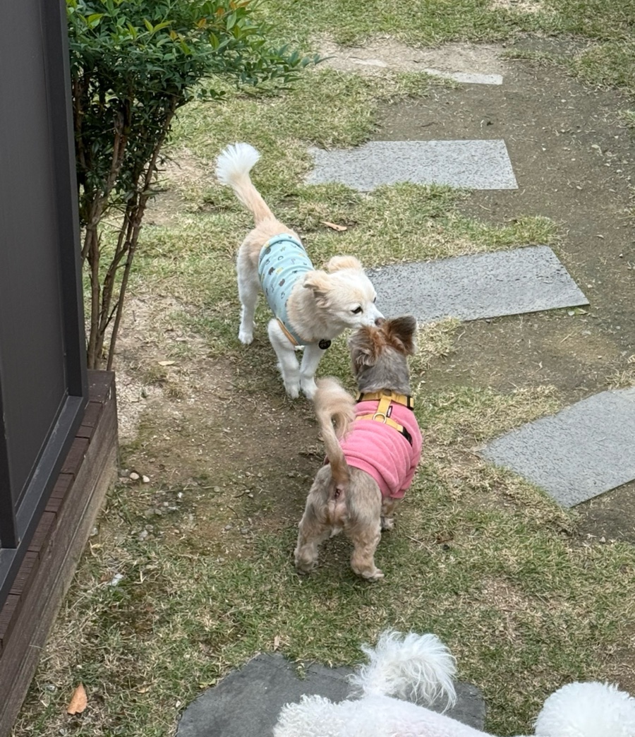 런닝독 이미지