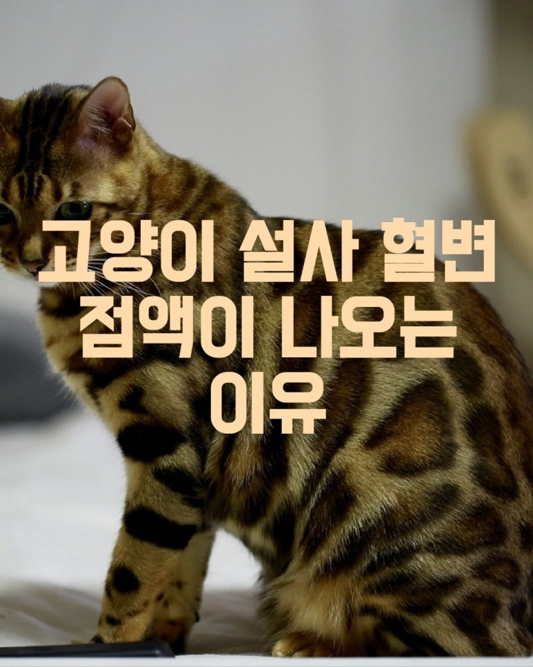 고양이 설사 혈변 점액이 나오는 이유