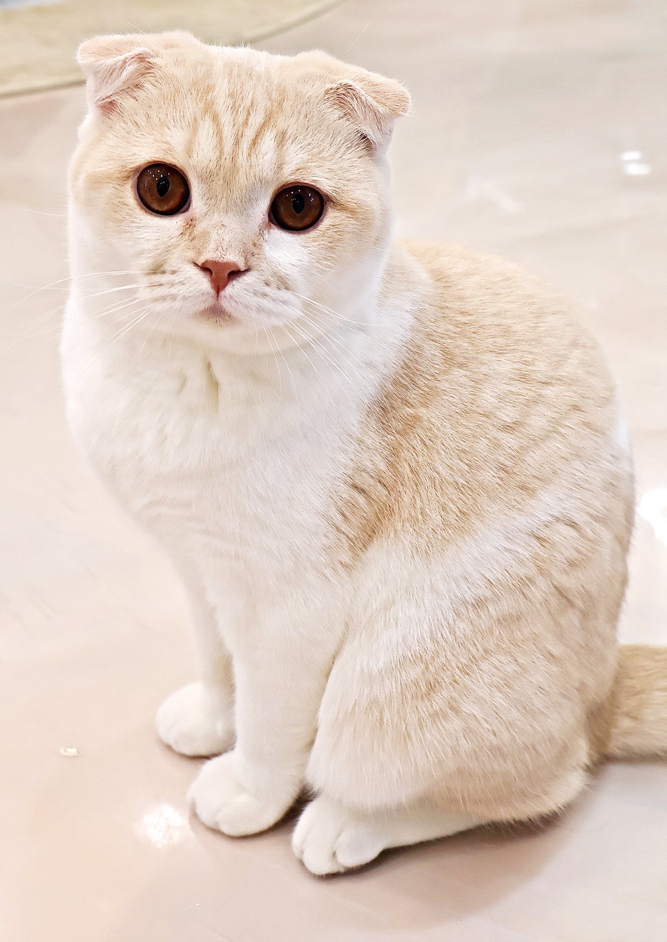 701아를고양이카페(cat in the art) 이미지