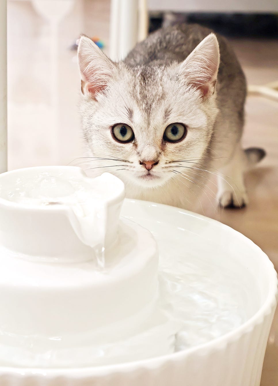 701아를고양이카페(cat in the art) 이미지