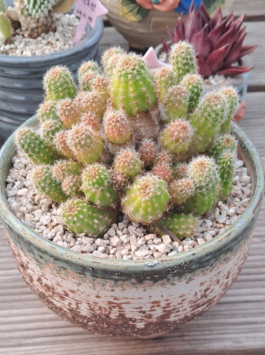 백단 이미지