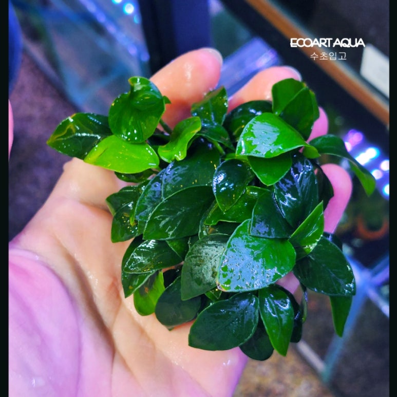 수초아쿠아 이미지
