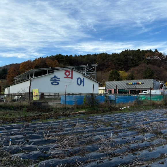 금빛송어횟집 이미지