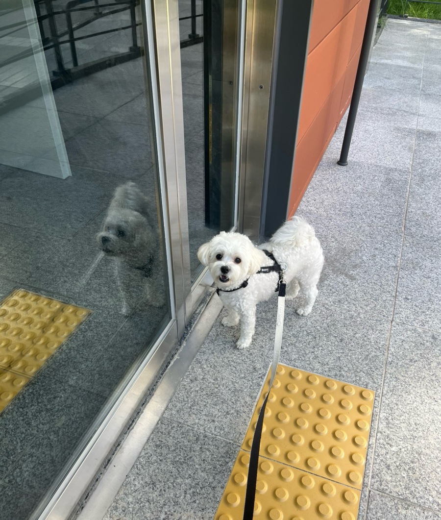 댕스크림 이미지