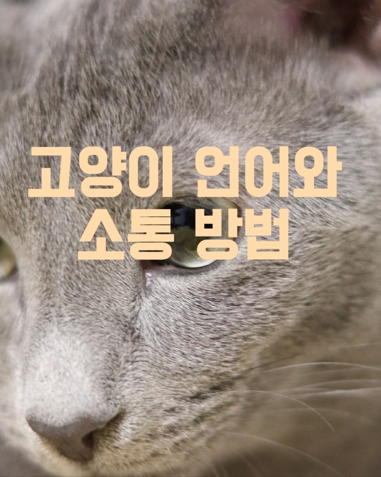 고양이 언어와 소통 방법