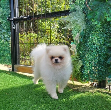 멍멍나래 이미지