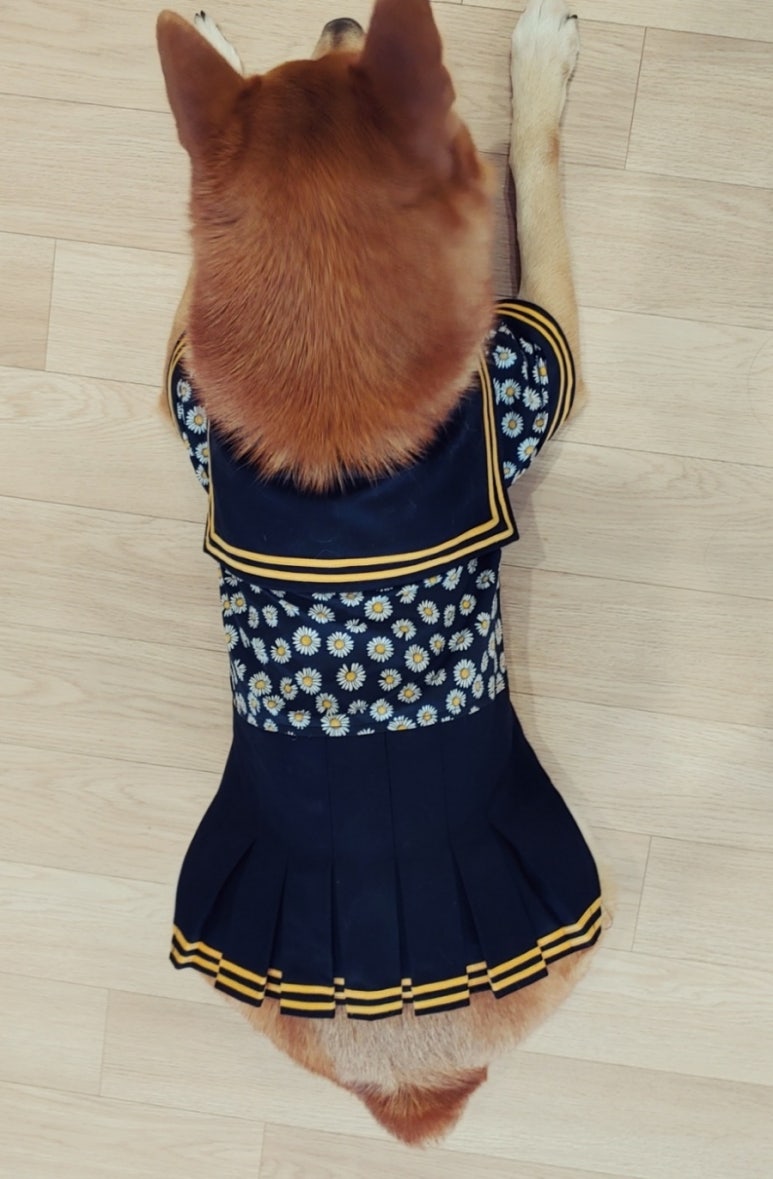 진도미싱 이미지