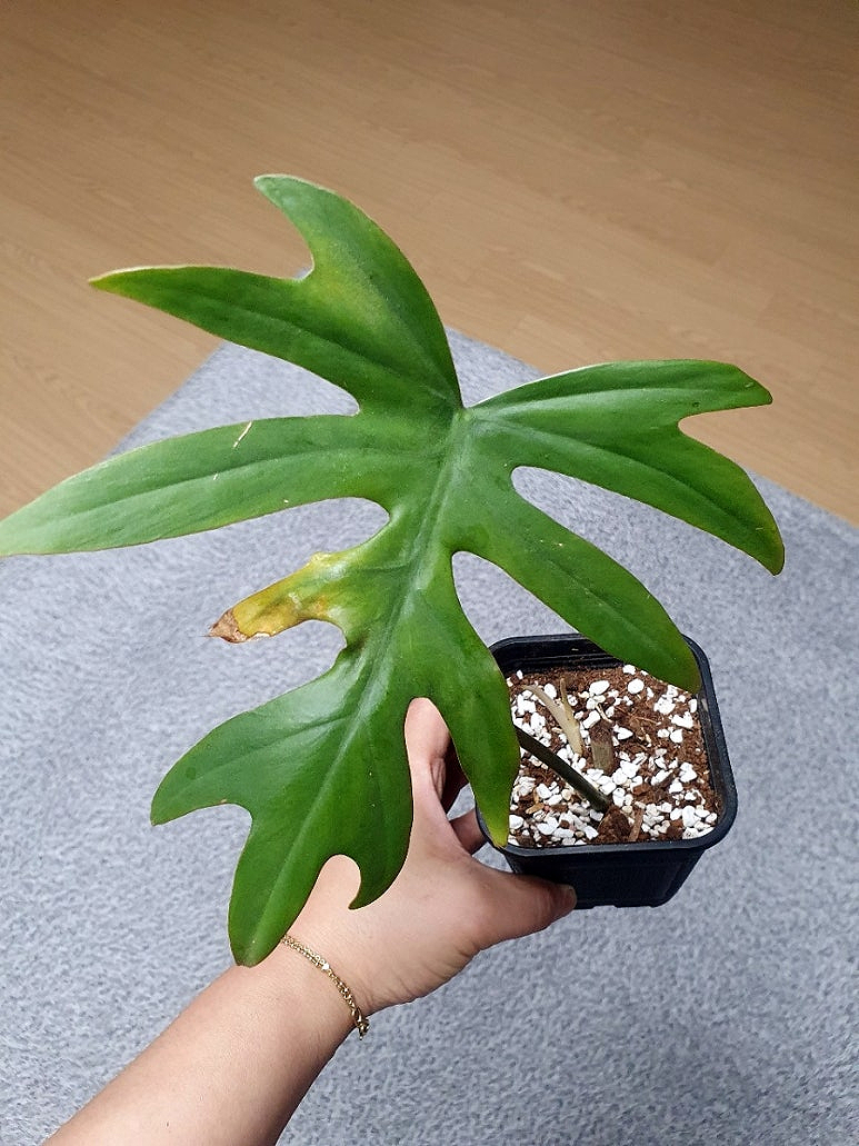 마요이(mayoi) 이미지