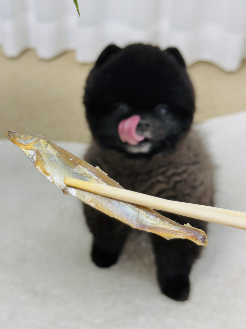 강아지 수제 연어 간식, 열빙어·전복 보양식 후기 — 사진 11
