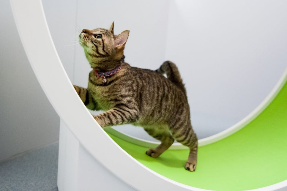 실내 고양이 30일 행동 개선