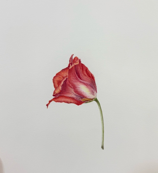 꼬테 이미지