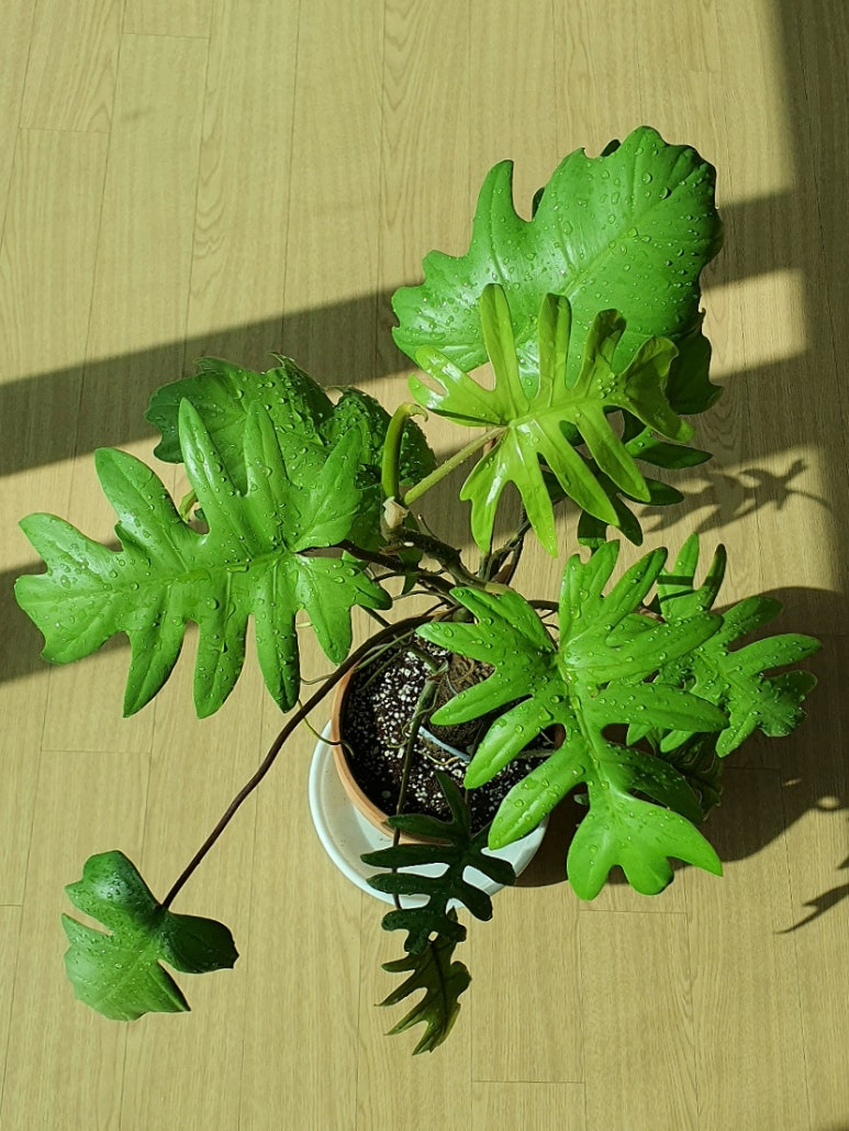 마요이(mayoi) 이미지