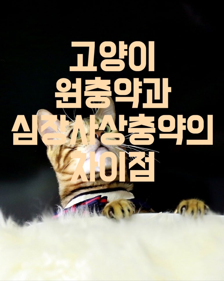 고양이 원충약과 심장사상충약의 차이점