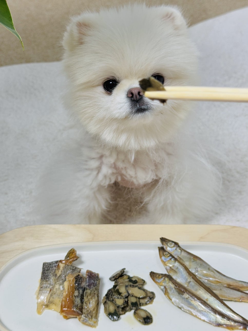 강아지 수제 연어 간식, 열빙어·전복 보양식 후기 — 사진 15