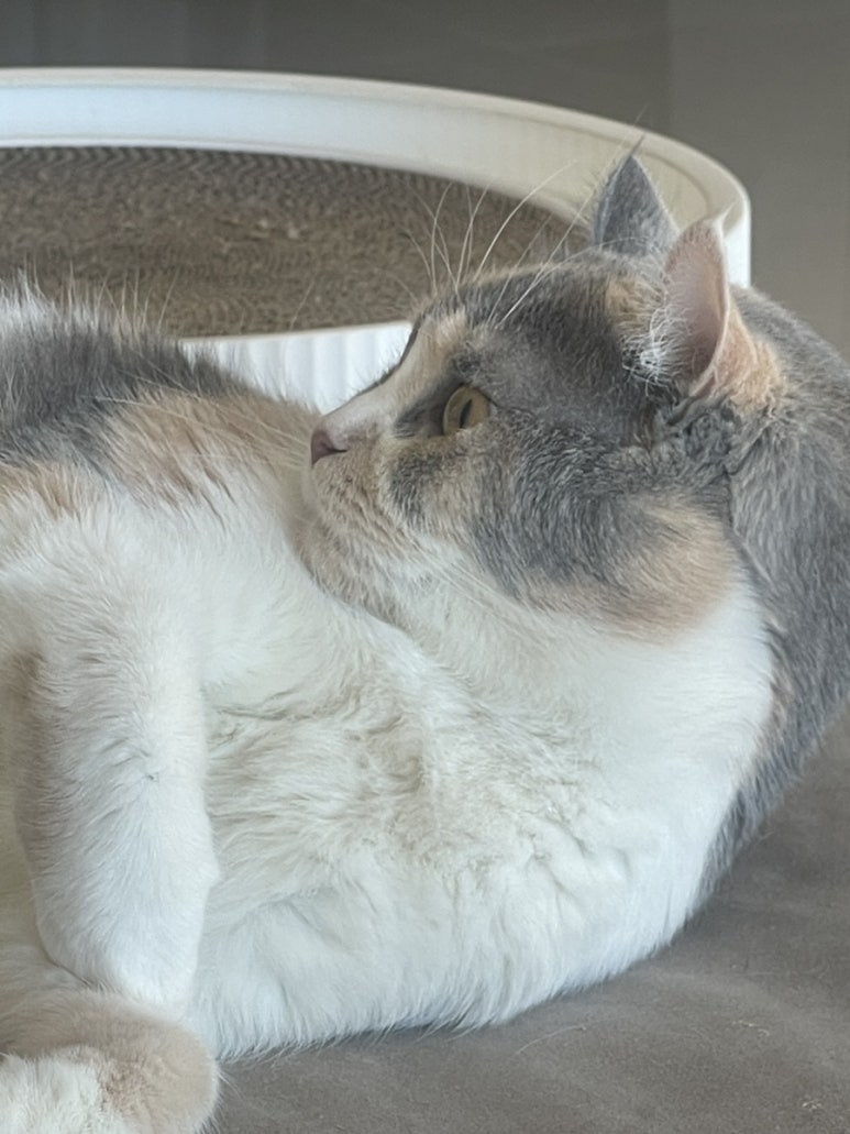 야미아카이브 이미지