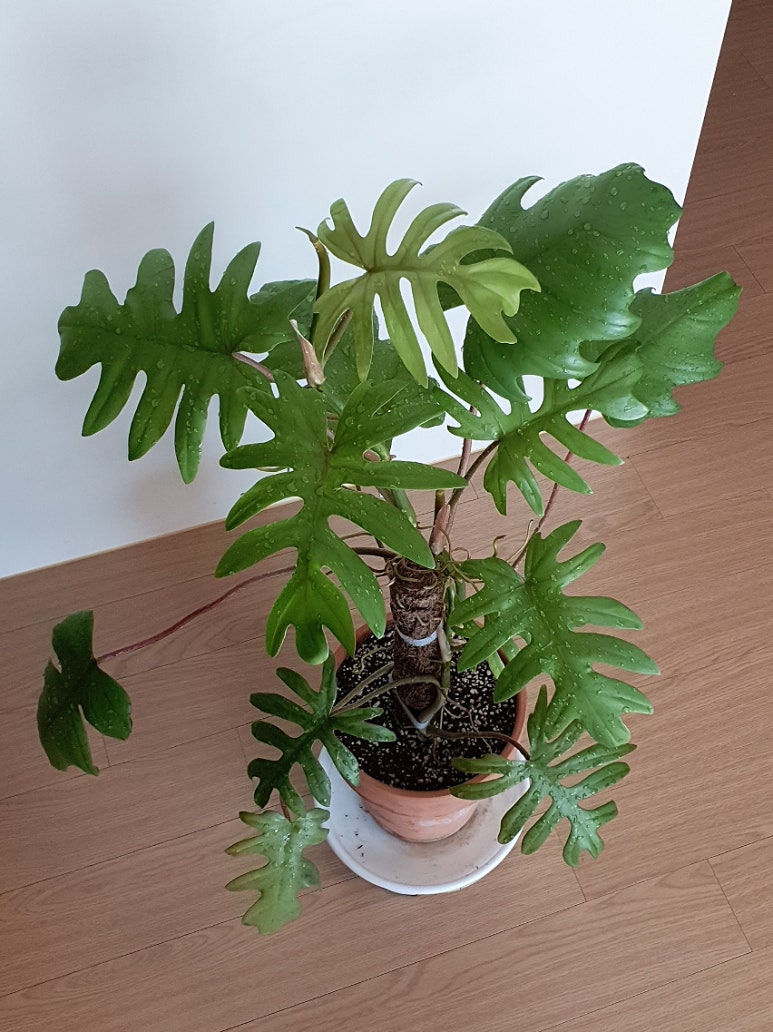 마요이(mayoi) 이미지