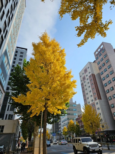 셀립여의 이미지