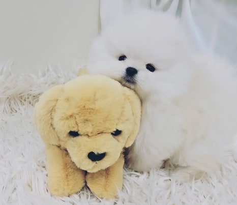 예뿌댕 이미지
