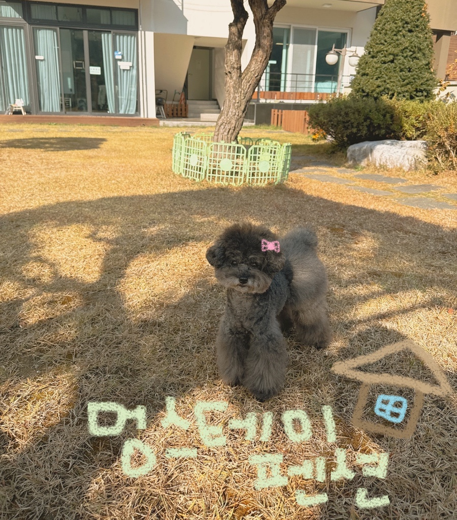가평 멍스테이 애견펜션, 반려견과 함께하는 1박 후기