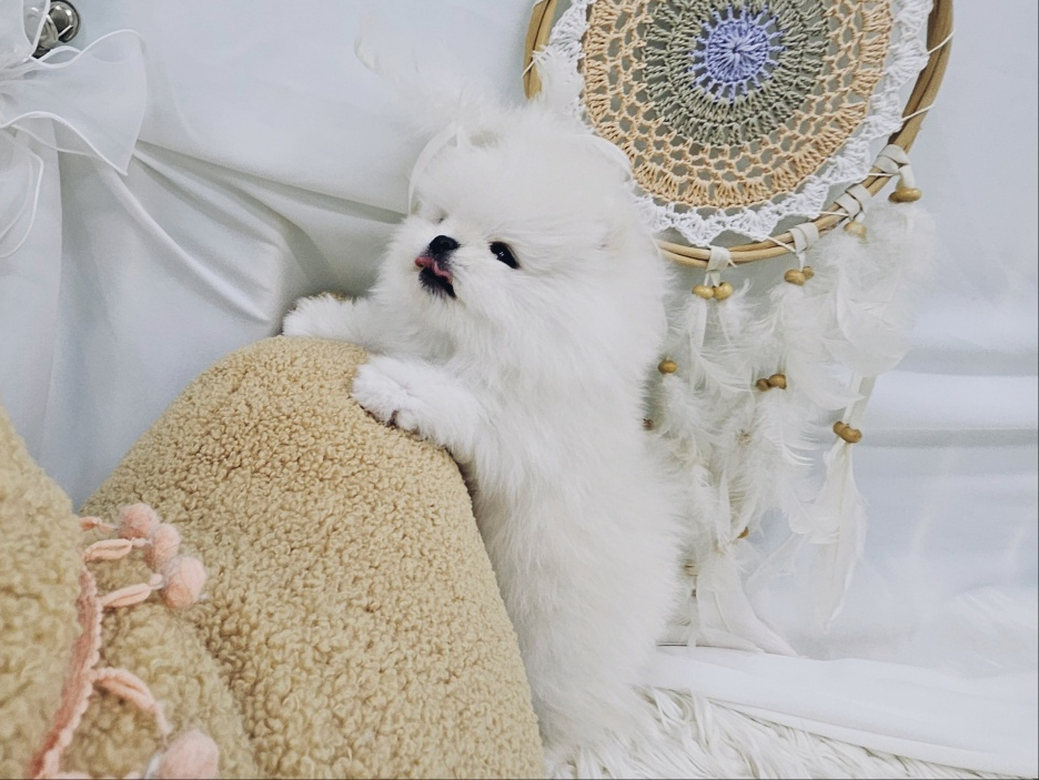 예뿌댕 이미지
