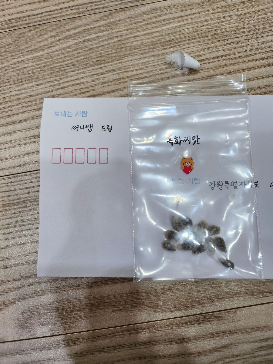 써니몽실 이미지