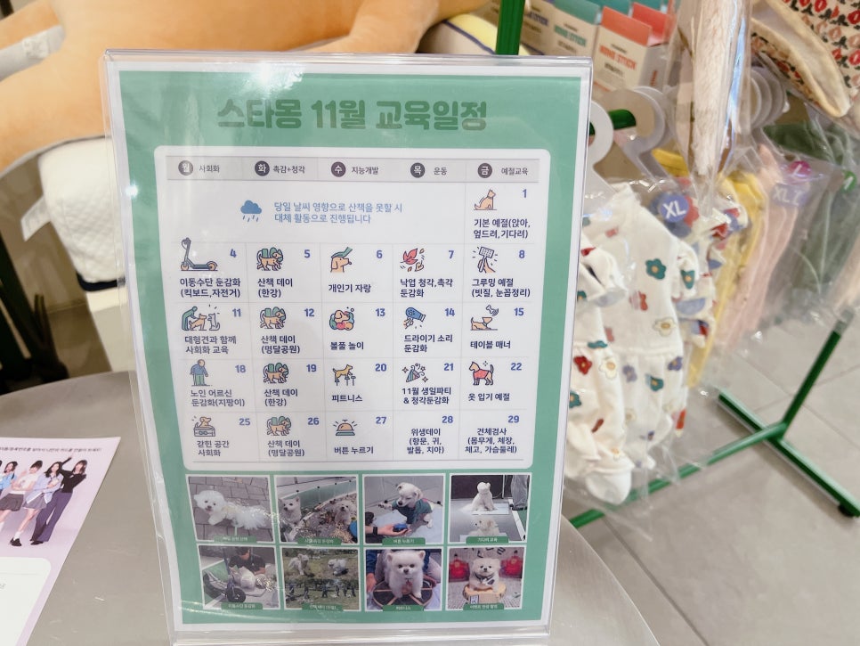 강남 강아지 유치원 스타몽, 매일 산책하는 서초 애견유치원 — 사진 3