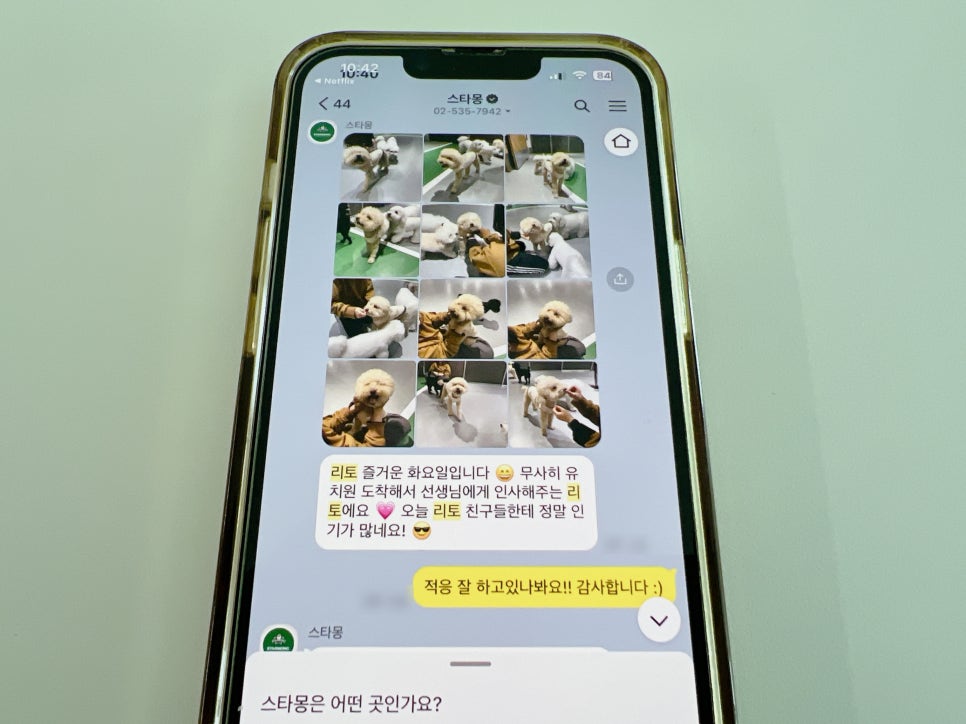 강남 강아지 유치원 스타몽, 매일 산책하는 서초 애견유치원 — 사진 7