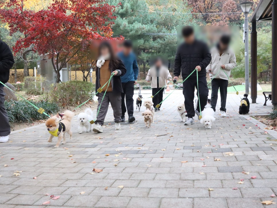 강남 강아지 유치원 스타몽, 매일 산책하는 서초 애견유치원 — 사진 14