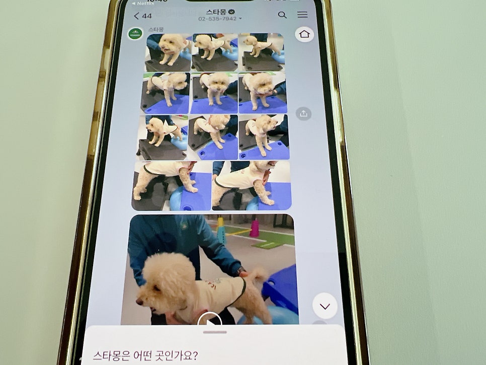 강남 강아지 유치원 스타몽, 매일 산책하는 서초 애견유치원 — 사진 15